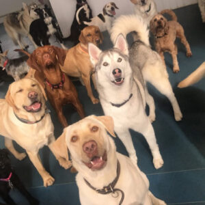 Four-Paws-Doggy-Day-Care-Portsmouth